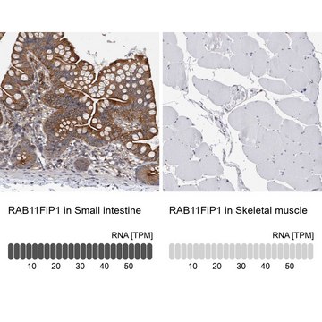 Anti-RAB11FIP1 antibody produced in rabbit Prestige Antibodies&#174; Powered by Atlas Antibodies, affinity isolated antibody, buffered aqueous glycerol solution, Ab3