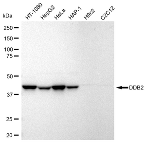 KD-Validated Anti DDB2 Antibody, clone 23GB2805, Rabbit Monoclonal clone 23GB2805, recombinant rabbit monoclonal, expressed in HEK293 cells