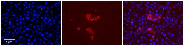 Anti-RPS28 (N-terminal) antibody produced in rabbit affinity isolated antibody