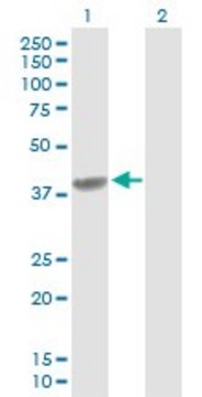 Anti-C4BPB antibody produced in rabbit purified immunoglobulin, buffered aqueous solution