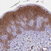 Anti-GLTP antibody produced in rabbit Prestige Antibodies® Powered by Atlas Antibodies, affinity isolated antibody, buffered aqueous glycerol solution