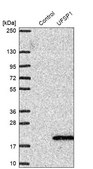 Anti-UFSP1 antibody produced in rabbit Prestige Antibodies® Powered by Atlas Antibodies, affinity isolated antibody, buffered aqueous glycerol solution