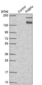 Anti-FNBP4 antibody produced in rabbit Prestige Antibodies&#174; Powered by Atlas Antibodies, affinity isolated antibody, buffered aqueous glycerol solution