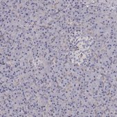 Anti-GSDMA antibody produced in rabbit Prestige Antibodies® Powered by Atlas Antibodies, affinity isolated antibody, buffered aqueous glycerol solution