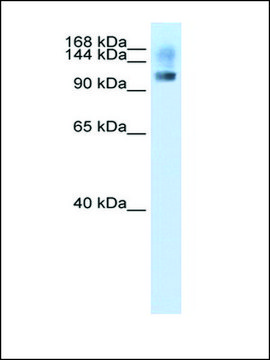 Anti-SFRS8 antibody produced in rabbit IgG fraction of antiserum