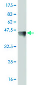 Monoclonal Anti-FOSL2 antibody produced in mouse clone 2B4-1C2, purified immunoglobulin, buffered aqueous solution