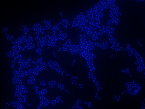 Enterococcus faecium FISH probe &#8211; ATTO 488 Probe for fluorescence in situ hybridization (FISH), 20&#181;M in water