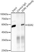 Anti-EGR2 Antibody, clone 1F6V7, Rabbit Monoclonal