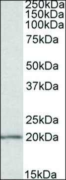 Anti-EIF5A antibody produced in goat affinity isolated antibody, buffered aqueous solution