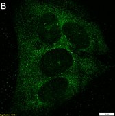 Anti-m6A Antibody, clone 17-3-4-1 ZooMAb® Mouse Monoclonal recombinant, expressed in HEK 293 cells