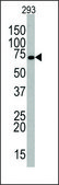 Anti-Mouse Tlr5 (C-term) antibody produced in rabbit IgG fraction of antiserum, buffered aqueous solution