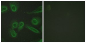 Anti-PECAM-1 antibody produced in rabbit affinity isolated antibody