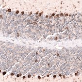 Monoclonal Anti-PTN antibody produced in mouse Prestige Antibodies® Powered by Atlas Antibodies, clone CL15628, purified antibody (Protein A)