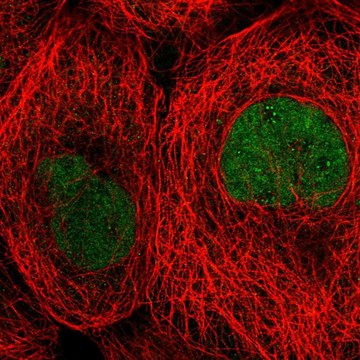 Anti-TBCK antibody produced in rabbit Prestige Antibodies&#174; Powered by Atlas Antibodies, affinity isolated antibody