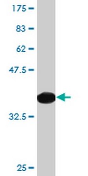 Anti-PON1 Mouse mAb (2H7) liquid, clone 2H7, Calbiochem&#174;