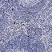 Anti-DEFA4 antibody produced in rabbit Prestige Antibodies® Powered by Atlas Antibodies, affinity isolated antibody, buffered aqueous glycerol solution