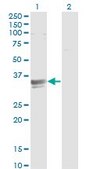 Monoclonal Anti-SFXN3, (N-terminal) antibody produced in mouse clone 4A3, purified immunoglobulin, buffered aqueous solution