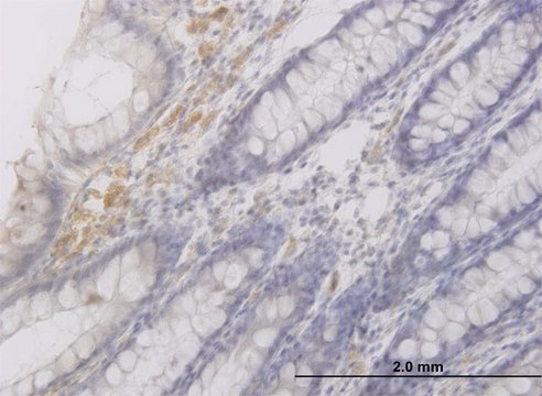 Monoclonal Anti-RAB42 antibody produced in mouse clone 3A2, purified immunoglobulin, buffered aqueous solution