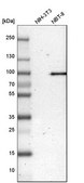 Anti-P3H2 antibody produced in rabbit Prestige Antibodies® Powered by Atlas Antibodies, affinity isolated antibody, buffered aqueous glycerol solution