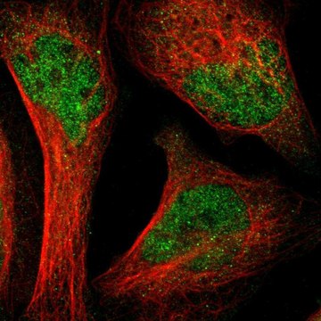 Anti-SH2B3 antibody produced in rabbit Prestige Antibodies&#174; Powered by Atlas Antibodies, affinity isolated antibody, buffered aqueous glycerol solution