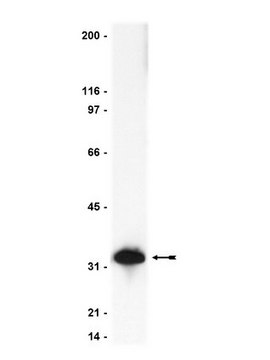 Anti-Caspase 3 Antibody Upstate&#174;, from rabbit