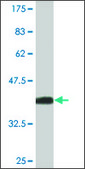 Monoclonal Anti-CH25H antibody produced in mouse clone 1G8, purified immunoglobulin, buffered aqueous solution