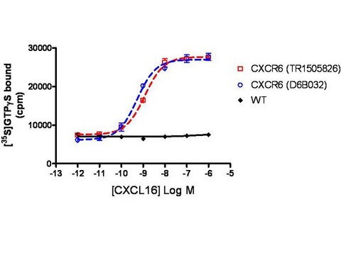 ChemiScreen CXCR6 Membrane Preparation Human CXCR6 GPCR membrane preparation for Radioligand binding Assays &amp; GTP&#947;S binding.