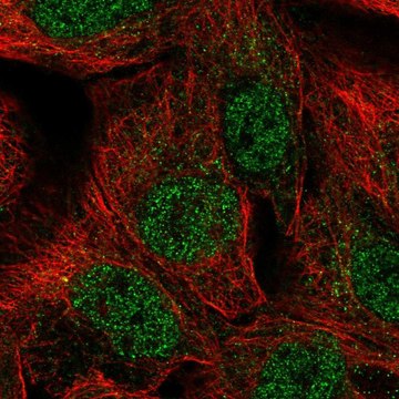 Anti-NR2F2 antibody produced in rabbit Prestige Antibodies&#174; Powered by Atlas Antibodies, affinity isolated antibody