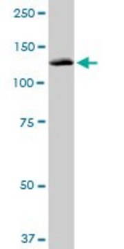 Monoclonal Anti-PITRM1 antibody produced in mouse clone 1H3, purified immunoglobulin, buffered aqueous solution