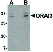 Anti-ORAI3 antibody produced in rabbit affinity isolated antibody