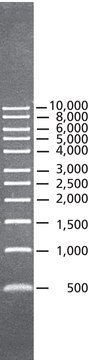 DirectLoad &#8482; 1 kb DNA 梯形条带 ready-to-use marker for DNA electrophoresis