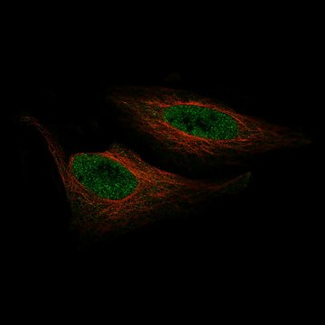 Monoclonal Anti-ZNF10 antibody produced in mouse Prestige Antibodies&#174; Powered by Atlas Antibodies, clone CL9744, purified immunoglobulin, buffered aqueous glycerol solution