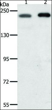 Anti-SMARCA4 antibody produced in rabbit affinity isolated antibody