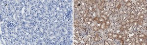 Anti-MLKL Antibody, clone 3F13, ZooMAb® Rabbit Monoclonal recombinant, expressed in HEK 293 cells