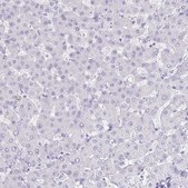 Anti-GIP antibody produced in rabbit Prestige Antibodies® Powered by Atlas Antibodies, affinity isolated antibody, buffered aqueous glycerol solution