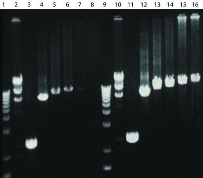 AccuTaq&#8482; LA 10× Buffer 10X Buffer for long and accurate PCR