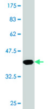 Monoclonal Anti-GBA antibody produced in mouse clone 2H4, purified immunoglobulin, buffered aqueous solution