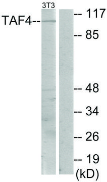 Anti-TAF4, C-Terminal antibody produced in rabbit affinity isolated antibody