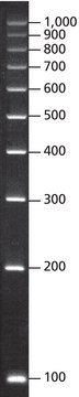 PCR 100 bp Low Ladder for electrophoresis of PCR fragments