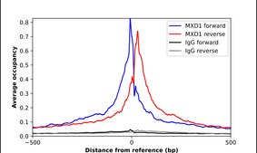 Anti-MXD1 antibody produced in rabbit Prestige Antibodies® Powered by Atlas Antibodies, affinity isolated antibody, buffered aqueous glycerol solution