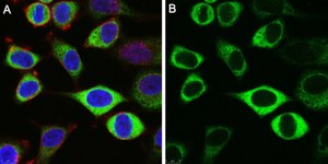 Anti-CAPRIN1 Antibody, clone 1F2 ZooMAb® Rabbit Monoclonal recombinant, expressed in HEK 293 cells