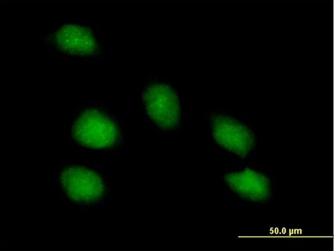 Anti-PNMA1 antibody produced in mouse purified immunoglobulin, buffered aqueous solution