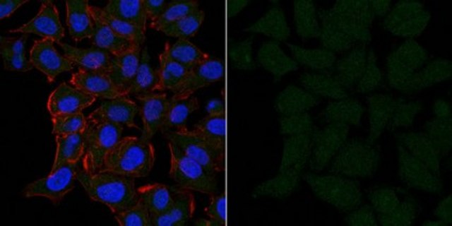 Anti-Cofilin-1 Antibody, Alexa Fluor&#8482; 488 Conjugate from rabbit, ALEXA FLUOR&#8482; 488