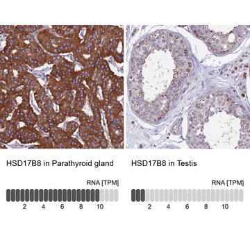 Anti-HSD17B8 antibody produced in rabbit Prestige Antibodies&#174; Powered by Atlas Antibodies, affinity isolated antibody, buffered aqueous glycerol solution