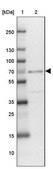 Anti-ZNF432 antibody produced in rabbit Prestige Antibodies® Powered by Atlas Antibodies, affinity isolated antibody, buffered aqueous glycerol solution