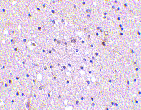 Anti-Nicastrin (ab2) antibody produced in rabbit affinity isolated antibody, buffered aqueous solution