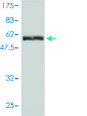 Monoclonal Anti-MAPK12 antibody produced in mouse clone 4F4-3D2, purified immunoglobulin, buffered aqueous solution