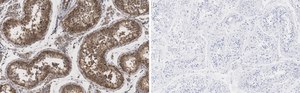 Anti-METTL7A Antibody, clone 1O8 ZooMAb® Rabbit Monoclonal recombinant, expressed in HEK 293 cells