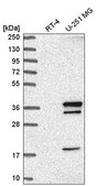 Anti-WDR82 antibody produced in rabbit Prestige Antibodies® Powered by Atlas Antibodies, affinity isolated antibody