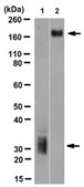 Anti-CEACAM3/5 Antibody, clone 308/3-3 clone 308/3-3, from mouse